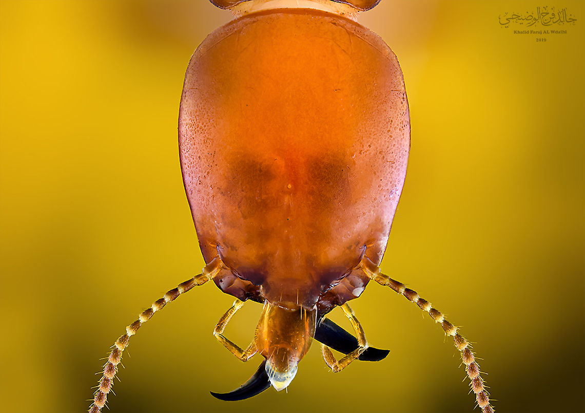 Termite I found this kind of termite in one of the mountains of Dhofar, and it feeds on dry wood<br />
He also builds his house on these woods, and he is very helpful in balancing the environment in this region in the Dhofar Mountains <br />
----------------------------<br />
 Termites are a common name given to a group of insects that feed on cellulose more closely related to cockroaches than to ants.<br />
 Blattodea,Geotagged,Oman,Termite,Termitoidae