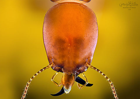 Termite I found this kind of termite in one of the mountains of Dhofar, and it feeds on dry wood
He also builds his house on these woods, and he is very helpful in balancing the environment in this region in the Dhofar Mountains 
----------------------------
 Termites are a common name given to a group of insects that feed on cellulose more closely related to cockroaches than to ants.
 Blattodea,Geotagged,Oman,Termite,Termitoidae