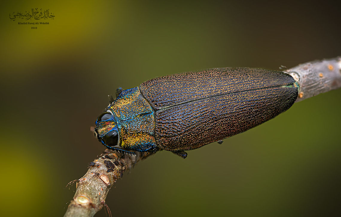 Steraspis speciosa arabica Steraspis speciosa arabica Steraspis speciosa,Steraspis speciosa arabica