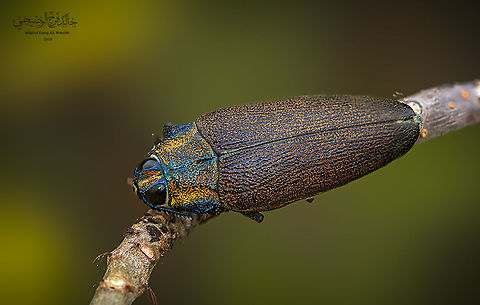 Steraspis speciosa arabica Steraspis speciosa arabica Steraspis speciosa,Steraspis speciosa arabica