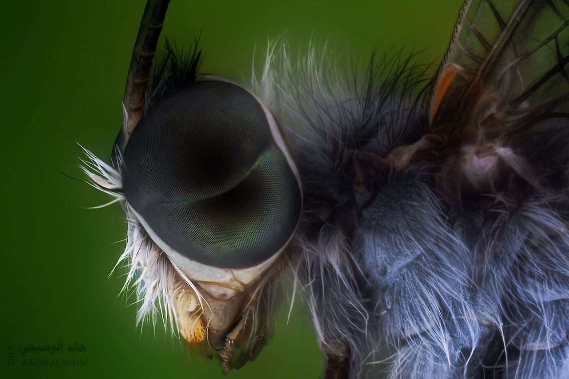Owlfly Owlflies look a lot like dragonflies, but with long, clubbed antennae and large, bulging eyes. Look for them in summertime dusks and evenings Ascalaphidae,Geotagged,Oman,Owlfly
