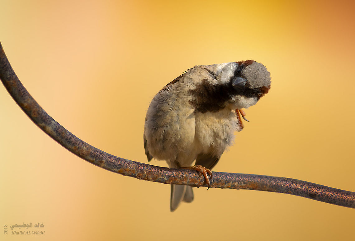 House_sparrow  Geotagged,House sparrow,Oman,Passer domesticus