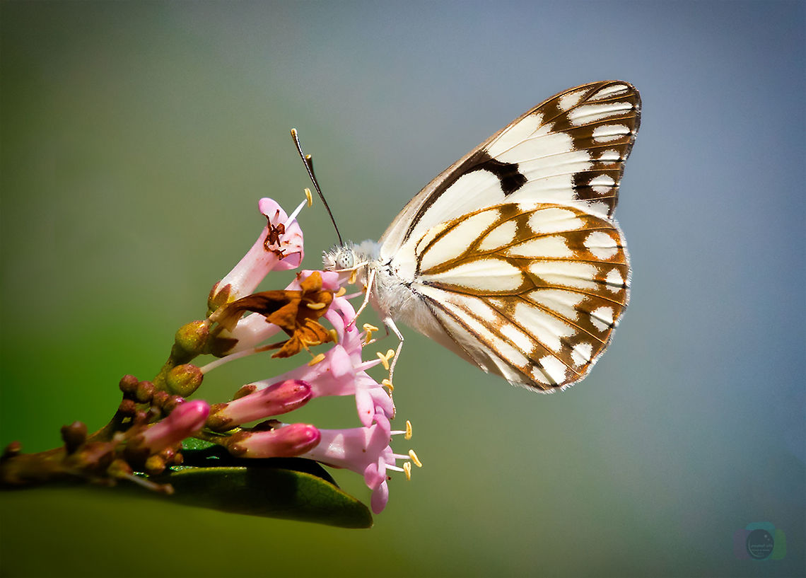 Belenois  Belenois aurota,Geotagged,Oman,Pioneer white