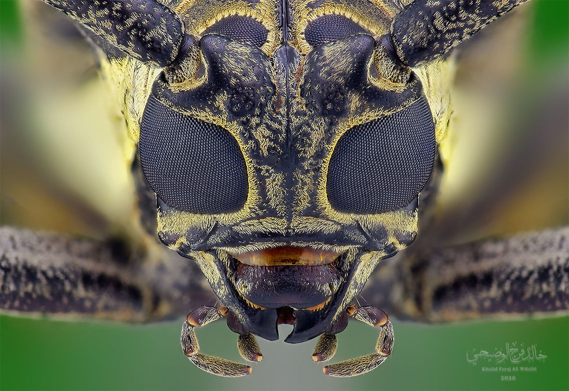 Batocera rufomaculata  Batocera rufomaculata,Geotagged,Mango stem borer,Oman