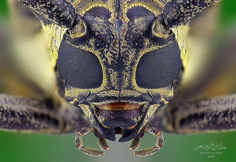 Batocera rufomaculata  Batocera rufomaculata,Geotagged,Mango stem borer,Oman