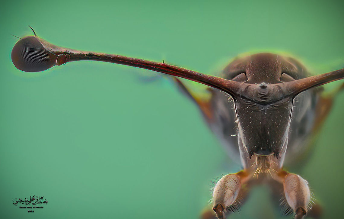 Stalk-eyed fly The Diopsidae family is distinguished from most other flies by possessing eyes talks, projections from the sides of the head with eyes at the end, and the length of the flies is the leg of the eyes up to one centimeter Diopsidae,Geotagged,Oman
