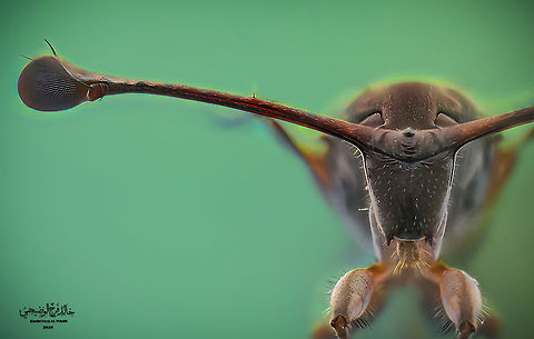 Stalk-eyed fly The Diopsidae family is distinguished from most other flies by possessing eyes talks, projections from the sides of the head with eyes at the end, and the length of the flies is the leg of the eyes up to one centimeter Diopsidae,Geotagged,Oman