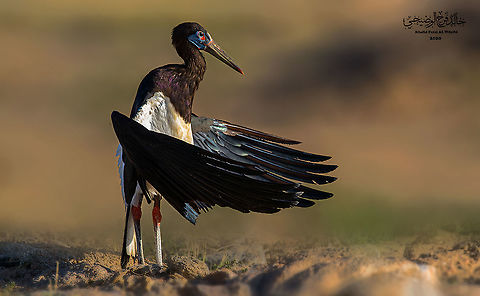 Ciconia abdimii Ciconia abdimii Abdim's stork,Ciconia abdimii,Geotagged,Oman