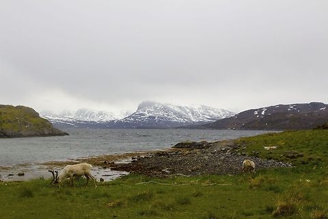Reindeer in Lofoten Islands Picture taken last summer (June 2014) in Lofoten Islands with a Canon 650D. Weather was bad, rainy and very cold, but I managed to take this picture getting very close to the animals. Reindeers are quiet animals and if you travel by car all along the Country you can see a lot of them, sometimes they even cross the street while you are driving - so take care! Geotagged,Norway,Rangifer tarandus,Reindeer,Winter