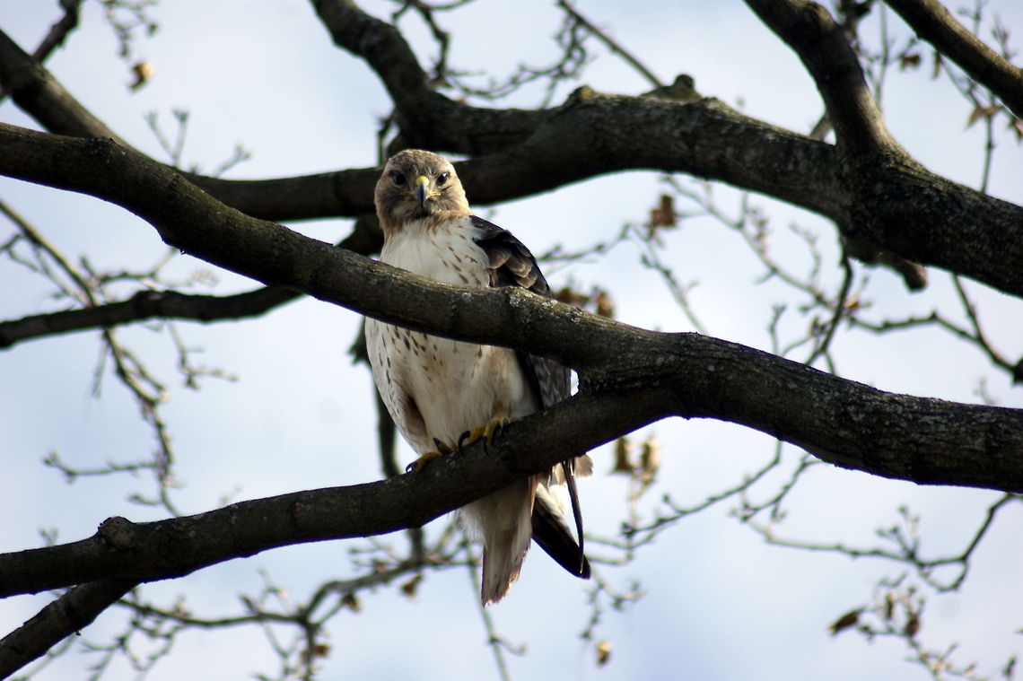 The Hawk He sees me seeing him Hawk,animals