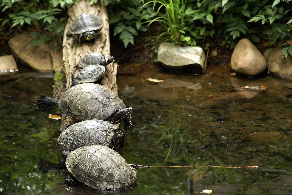 Turtles all in a Row A family of turtles heading down for a swim Trachemys scripta scripta,Yellow-bellied Slider,animals