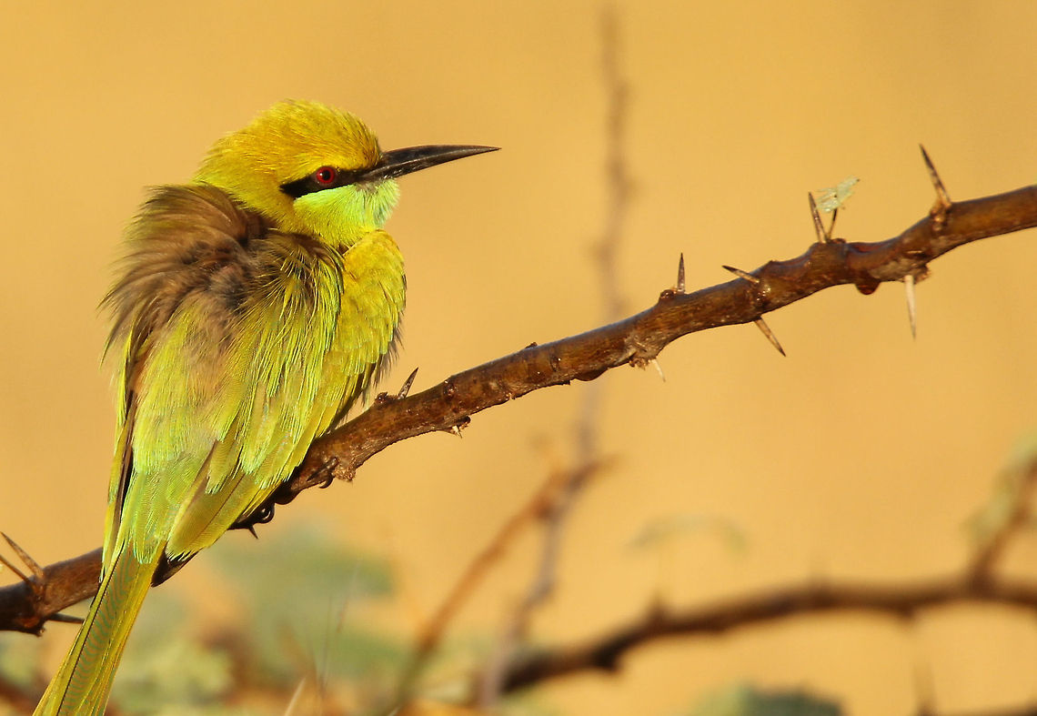 Green bee eater Captured this bird near my native place in Kutch, India. This was taken using Tamron 150-600mm lens and canon 550D body.  Fall,Geotagged,Green bee-eater,India,Merops orientalis
