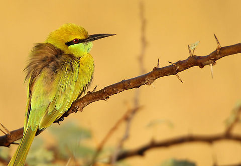 Green bee eater Captured this bird near my native place in Kutch, India. This was taken using Tamron 150-600mm lens and canon 550D body.  Fall,Geotagged,Green bee-eater,India,Merops orientalis