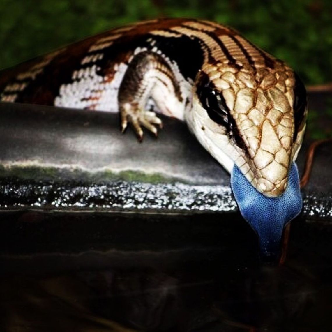 Blue Tongue Lizard Australian blue tongue lizard   Tiliqua occipitalis,Western blue-tongued lizard