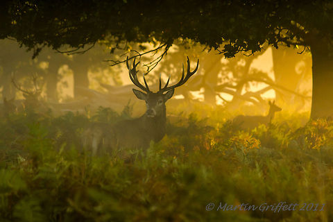 Autumn in the woods  Cervus elaphus,Fall,IMG_20111002_1903,Landscape,October,Red deer,Wildlife,antlers,autumn,branch,brown,country,countryside,dawn,deer,eyes,ferns,green,hind,leaves