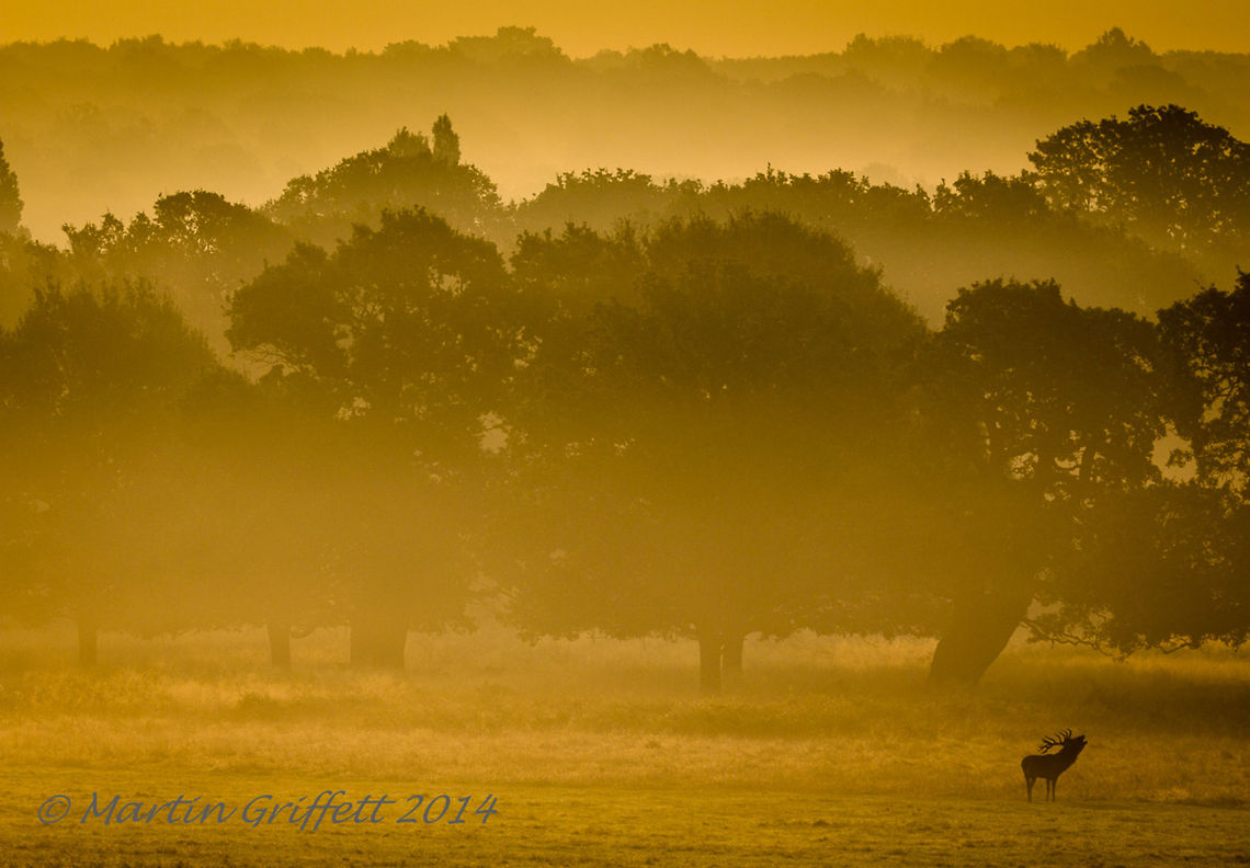 Misty Sunrise  100-400mm,Cervus elaphus,Fall,IMG_20140923_9793,Landscape,Red deer,Wildlife,autumn,bellow,country,countryside,deer,early,light,mist,nature,outside,red,richmond park,rut