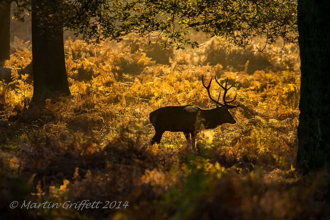 Deep in the woods  100-400mm,Cervus elaphus,Fall,IMG_20131119_6796,Landscape,November,Red deer,Wildlife,antlers,autumn,branch,brown,country,countryside,deer,early,ferns,green,leaf,leaves