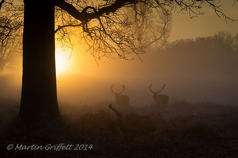 Stags at Sunrise  100-400mm,Cervus elaphus,December,IMG_20141231_08_17_36_1845,Landscape,Red deer,Winter,antlers,branch,colour,country,countryside,dawn,deer,early,frost,grass,green,leaves,light