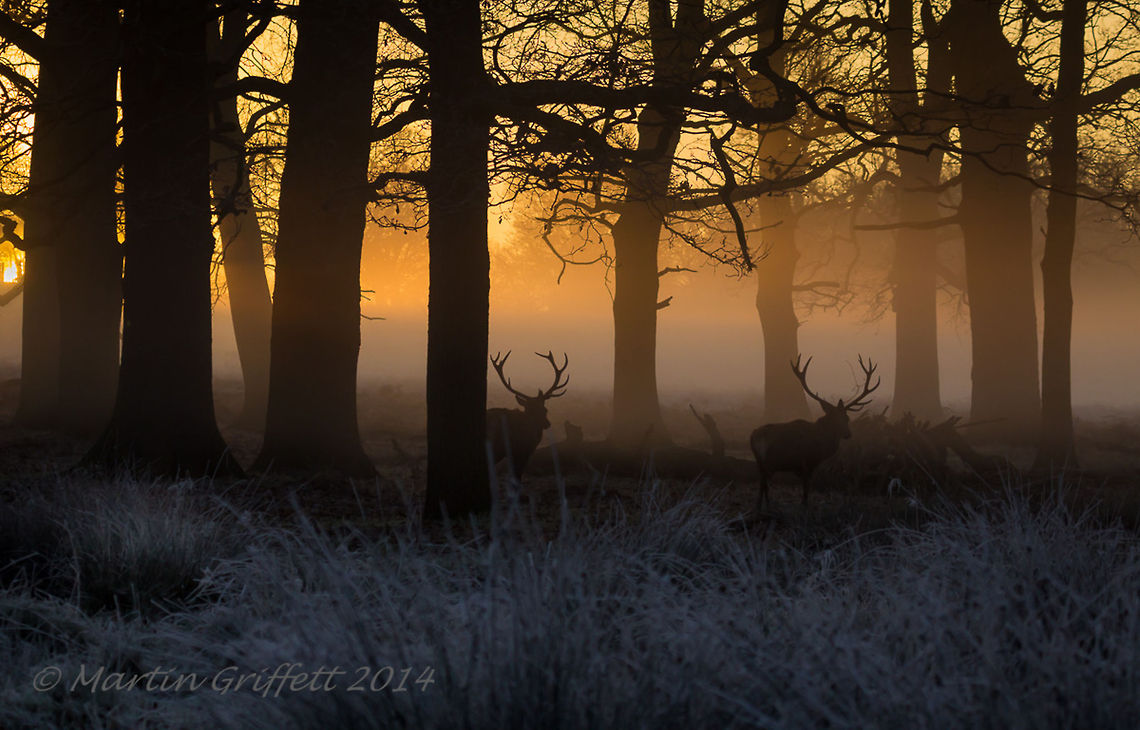 Stags at Sunrise  100-400mm,Cervus elaphus,December,IMG_20141231_08_17_36_1832,Landscape,Red deer,Winter,antlers,branch,colour,country,countryside,dawn,deer,early,frost,grass,green,leaves,light