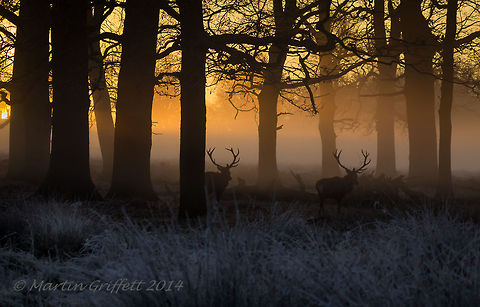 Stags at Sunrise  100-400mm,Cervus elaphus,December,IMG_20141231_08_17_36_1832,Landscape,Red deer,Winter,antlers,branch,colour,country,countryside,dawn,deer,early,frost,grass,green,leaves,light