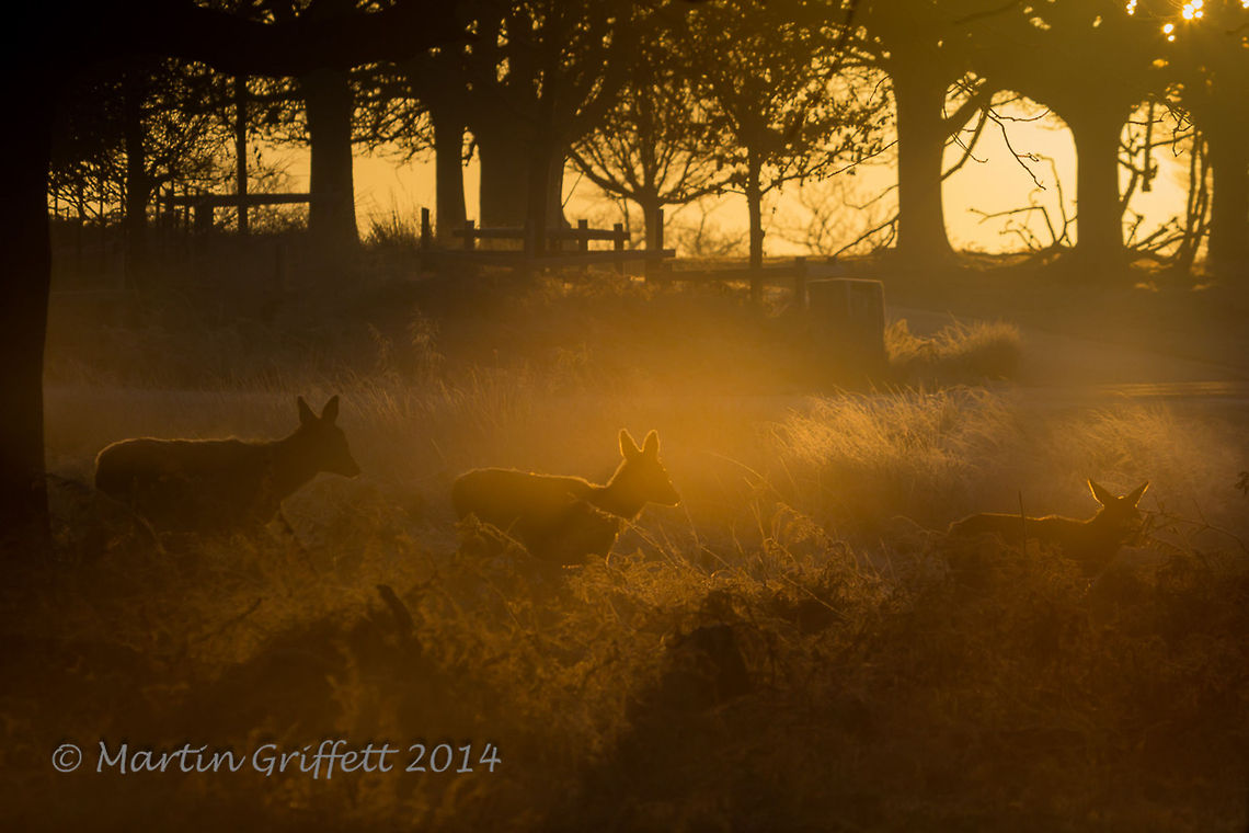 Sunrise Glow  100-400mm,Cervus elaphus,December,Landscape,Red deer,Winter,branch,colour,country,countryside,dawn,deer,early,frost,grass,green,hind,leaves,light
