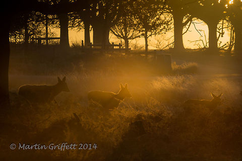 Sunrise Glow  100-400mm,Cervus elaphus,December,Landscape,Red deer,Winter,branch,colour,country,countryside,dawn,deer,early,frost,grass,green,hind,leaves,light