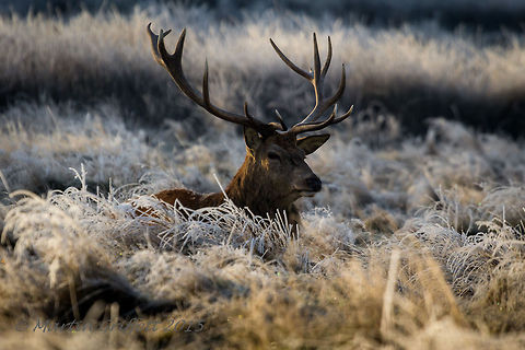 Stag in frozen grass  100-400mm,Cervus elaphus,IMG_20150120_09_47_25_2428,January,Landscape,Red deer,Wildlife,Winter,animal,antlers,cold,country,countryside,deer,frost,grass,mammal,nature,outside,red