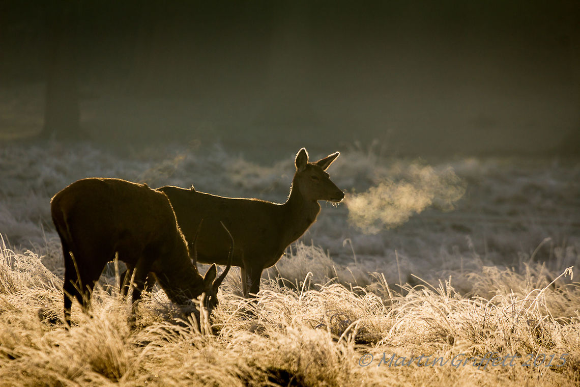 Red deer  100-400mm,Cervus elaphus,January,Landscape,Red deer,Wildlife,Winter,animal,antlers,breath,cold,country,countryside,deer,frost,grass,hind,mammal,nature
