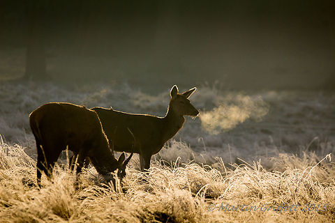 Red deer  100-400mm,Cervus elaphus,January,Landscape,Red deer,Wildlife,Winter,animal,antlers,breath,cold,country,countryside,deer,frost,grass,hind,mammal,nature