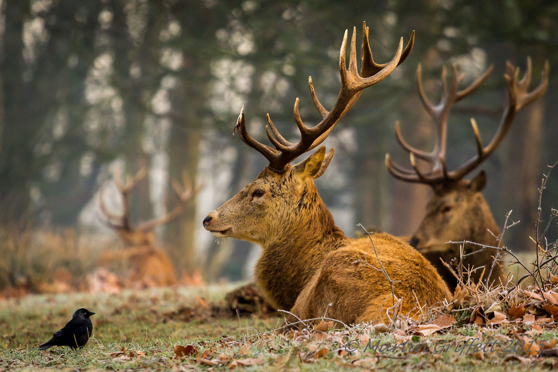 Stag and Jackdaw  100-400mm,Cervus elaphus,Coloeus monedula,IMG_20150123_08_24_11_2539,January,Landscape,Red deer,Western Jackdaw,Wildlife,Winter,animal,antlers,bird,brown,country,countryside,deer,early,frost,jackdaw