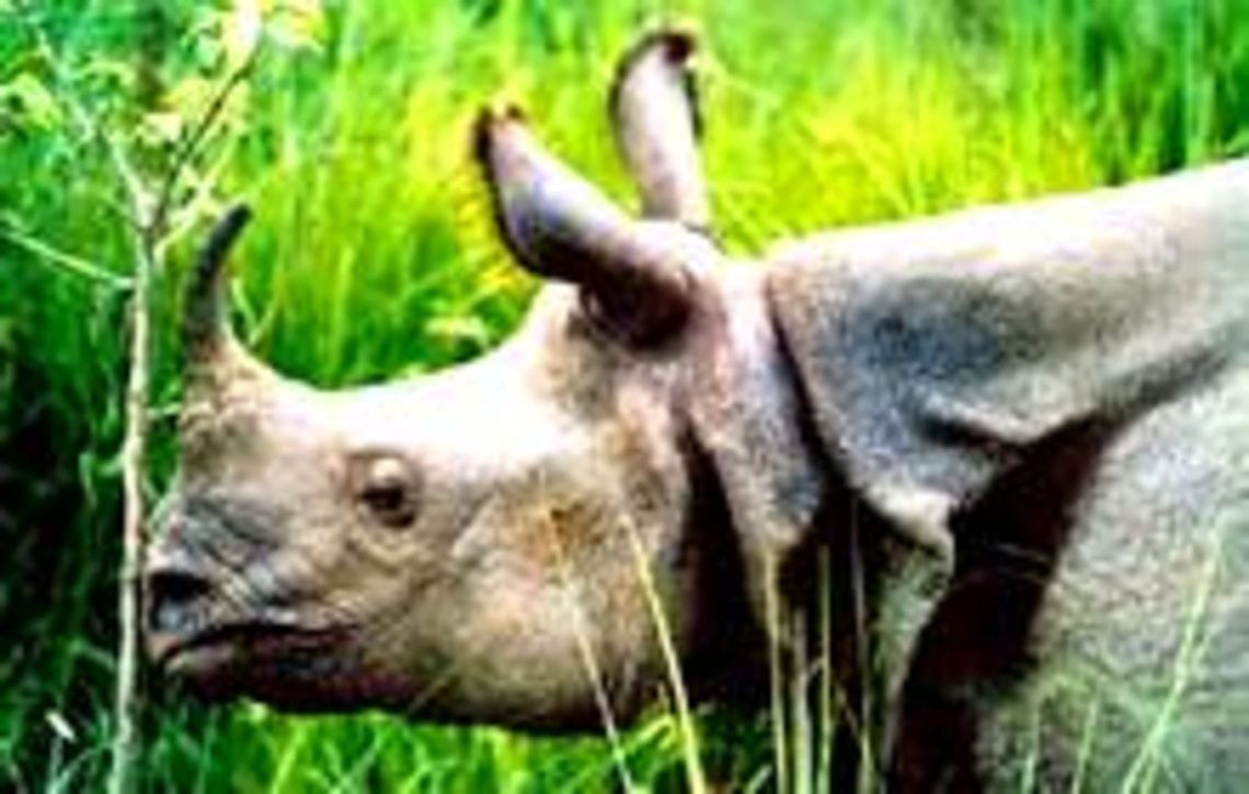 one-horned-rhino  Indian rhinoceros,Rhinoceros unicornis,Rhinocerotidae