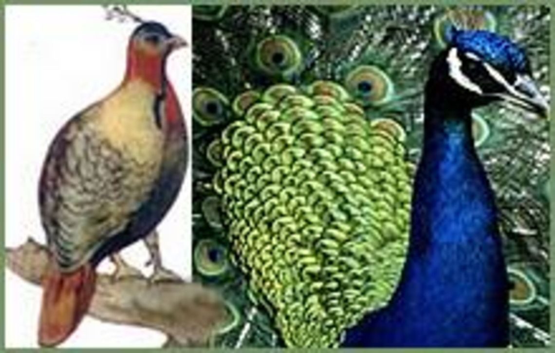 danphe  Indian peafowl,Pavo,Pavo cristatus