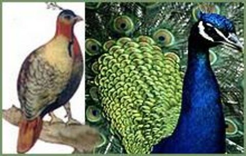 danphe  Indian peafowl,Pavo,Pavo cristatus