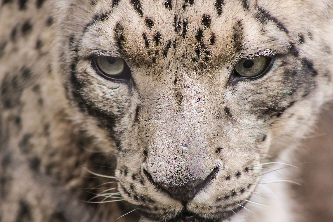 Snow Predator Snow leopard at the Santa Barbara Zoo, CA. Taken on a rainy day, the cats were awake and walking around their muddy enclosure drinking out of puddles. Taken with a Canon Rebel T3i and a Canon EF 75-300mm telephoto lens. F/5.6 1/320.   Snow leopard,Uncia uncia,zoo