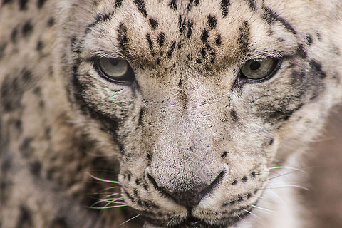 Snow Predator Snow leopard at the Santa Barbara Zoo, CA. Taken on a rainy day, the cats were awake and walking around their muddy enclosure drinking out of puddles. Taken with a Canon Rebel T3i and a Canon EF 75-300mm telephoto lens. F/5.6 1/320.   Snow leopard,Uncia uncia,zoo