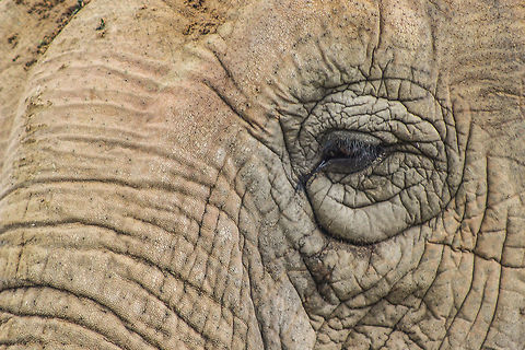 Wrinkled Majesty Asian Elephant at the Santa Barbara Zoo, CA. Elephants were out eating and swishing flies off of their hide. Taken with a Canon Rebel T3i and Canon EF 75-300mm lens. F/5.6 1/320. Asian elephant,Elephas maximus,Zoo