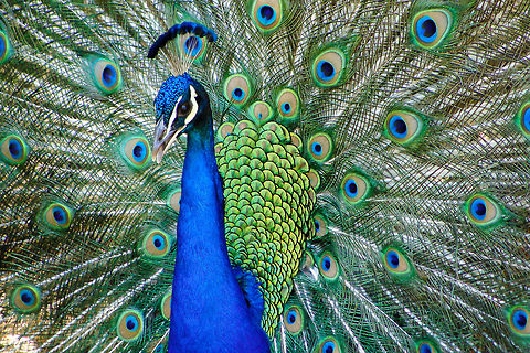 Majestic Majesties The Los Angeles Arboretum in Pasadena, CA functions as a wildlife sanctuary for peafowl and other birds as well as a Botanical Garden. Here at the Arboretum a peacock displays it's brilliant feathers to a peahen to attract her as a mate. Indian peafowl,Pavo cristatus