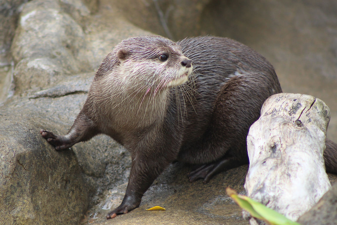 Playing in the Rain A pair of Asian small clawed otters plays in the rain at the Santa Barbara Zoo in Santa Barbara Zoo, CA. The otters were sleeping, but when a rain storm came they were woken up, and started to play. This photo was captured with a Canon Rebel T3i and a telephoto lens. Aonyx cinerea,Oriental small-clawed otter,zoo