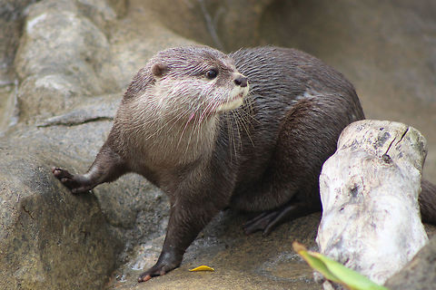 Playing in the Rain A pair of Asian small clawed otters plays in the rain at the Santa Barbara Zoo in Santa Barbara Zoo, CA. The otters were sleeping, but when a rain storm came they were woken up, and started to play. This photo was captured with a Canon Rebel T3i and a telephoto lens. Aonyx cinerea,Oriental small-clawed otter,zoo