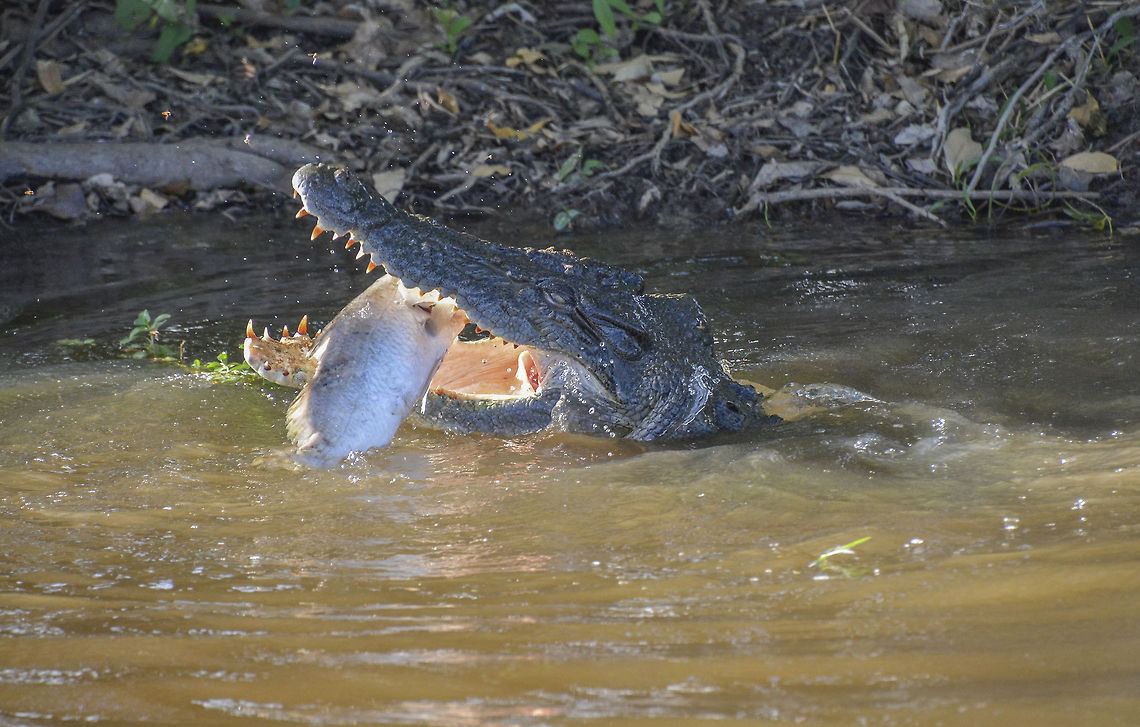 Lunch Time This young Crocodile is about to feast on a juvenile barramundi, Yellow Water, Kakadu National Park, Northen Territory, Australia.  Australia,Crocodylus porosus,Kakadu,Northern Territory,Saltwater crocodile