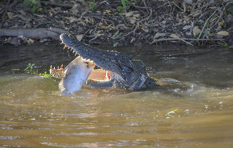 Lunch Time This young Crocodile is about to feast on a juvenile barramundi, Yellow Water, Kakadu National Park, Northen Territory, Australia.  Australia,Crocodylus porosus,Kakadu,Northern Territory,Saltwater crocodile