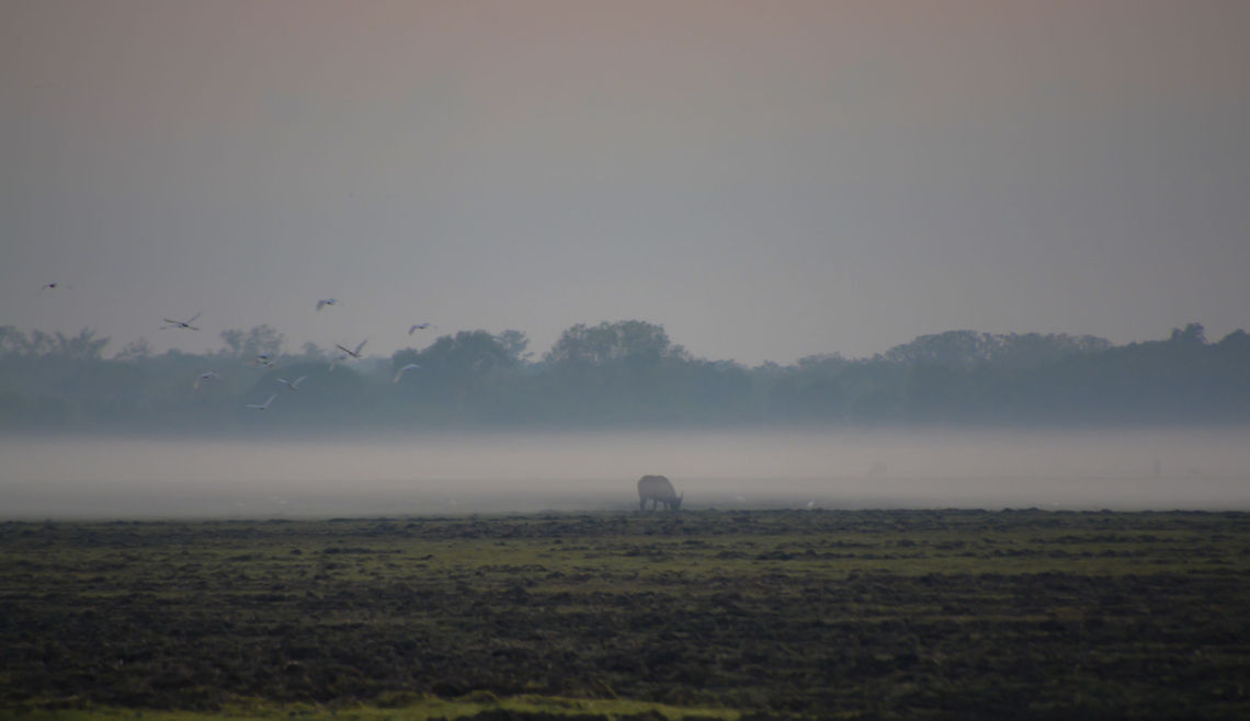 Through the Fog Young Water Buffalo grazing on the floodplain one foggy morning. Australia,Bubalus bubalis,Geotagged,Spring,Water buffalo,floodplain,fog