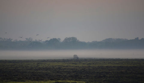 Through the Fog Young Water Buffalo grazing on the floodplain one foggy morning. Australia,Bubalus bubalis,Geotagged,Spring,Water buffalo,floodplain,fog