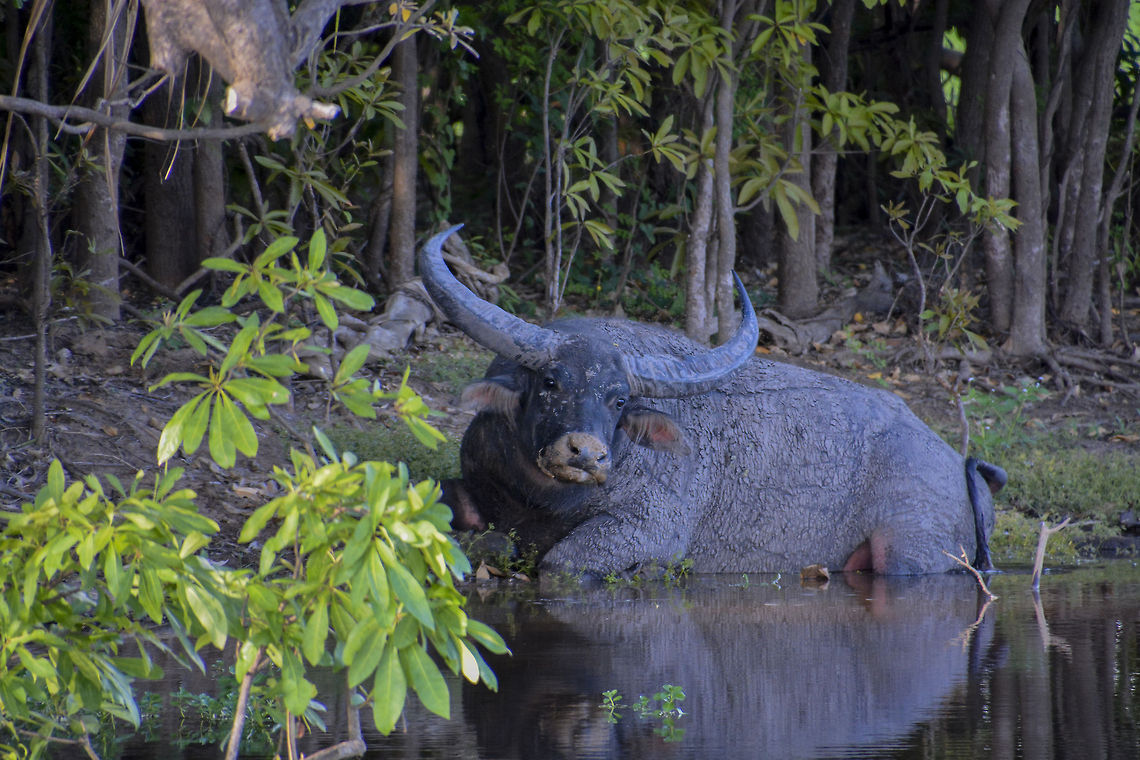 Boo Young buffalo bull wallowing on the edge of the Yellow Water water catchment Bubalus bubalis,Water buffalo,water buffalo
