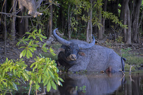 Boo Young buffalo bull wallowing on the edge of the Yellow Water water catchment Bubalus bubalis,Water buffalo,water buffalo