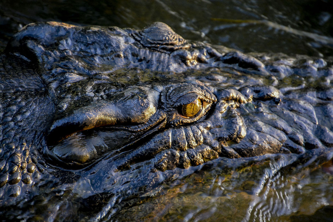 Swamp Dog the dark color of this big guy is a true indication that he has lived his whole life in a black soil swamp.  Crocodylus porosus,Saltwater crocodile