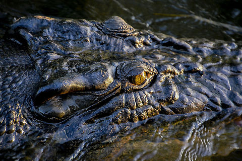 Swamp Dog the dark color of this big guy is a true indication that he has lived his whole life in a black soil swamp.  Crocodylus porosus,Saltwater crocodile