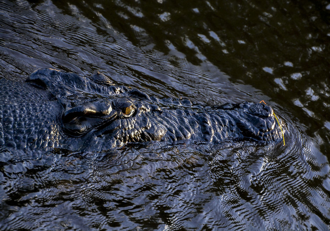 Swamp King This guy was the biggest Crocodile seen this day, he was very bold and just cruised straight up to the boat like he was checking to see what we where doing in his water way.  Crocodylus porosus,Saltwater crocodile