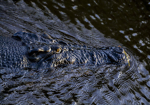 Swamp King This guy was the biggest Crocodile seen this day, he was very bold and just cruised straight up to the boat like he was checking to see what we where doing in his water way.  Crocodylus porosus,Saltwater crocodile