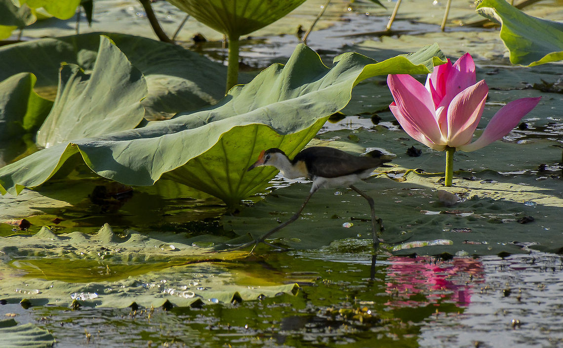Lily Hopper  Irediparra gallinacea,comb-crested jacana